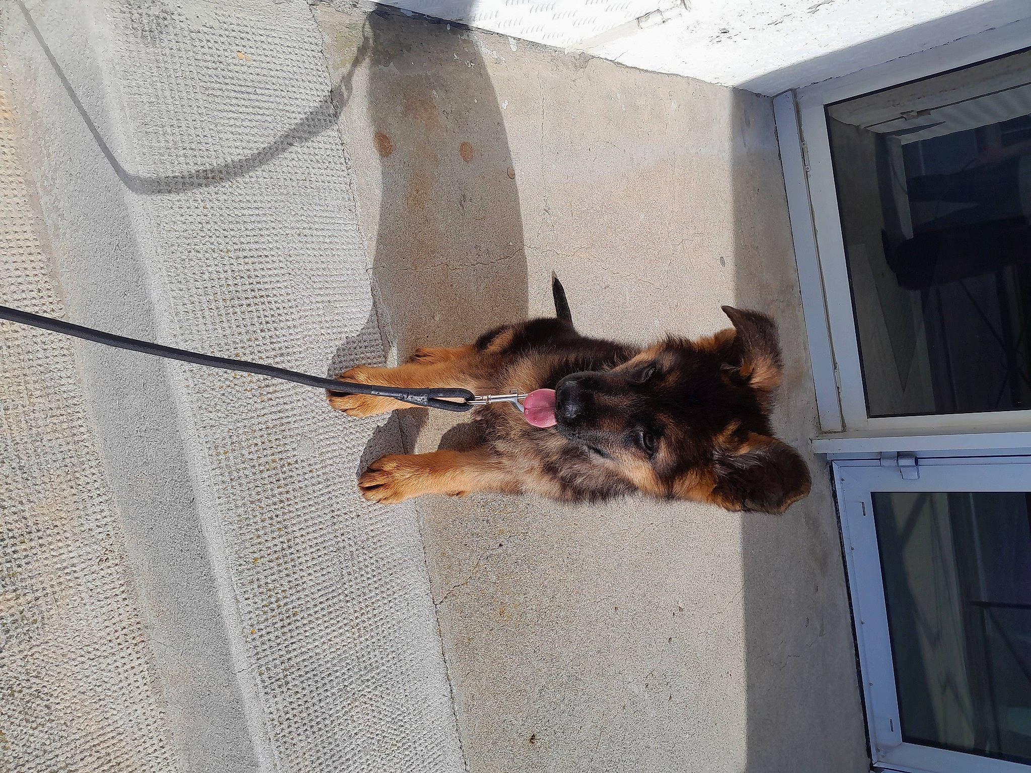 Balto participe au concours pour gagner de l'argent avec cette photo : canidae, carnivore, collar, companion_dog, dog, dog_breed, dog_supply, fawn, felidae, fur, leash, line, liver, old_german_shepherd_dog, pet_supply, small_to_medium_sized_cats, sporting_group, tail, window, working_animal