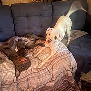 Shadow And Nala joined the competition — help win amazing prizes! dog, couch, blanket, indoor, pet, playful, tail_wagging, canine, living_room, happy, brown_dog, white_dog, fur, play, animal, domestic_animal, relaxing, companion, cute, friendly