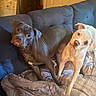 Shadow And Nala joined the competition — help win amazing prizes! dog, couch, blanket, indoor, pet, gray_dog, white_dog, curious, head_tilt, fur, animal, companion, home, cozy, portrait, two_animals, domestic, relaxing, seated, canine