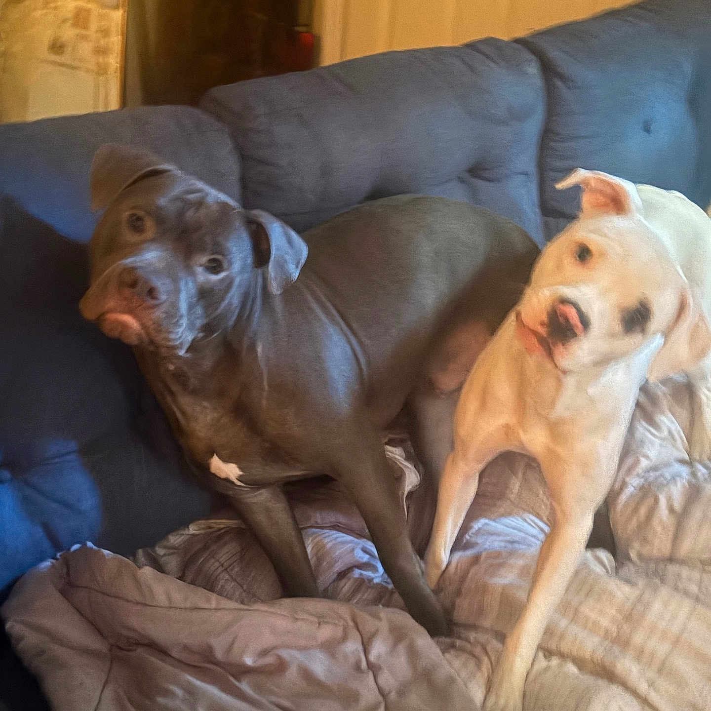 Shadow And Nala