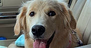 Honey joined the competition — help win amazing prizes! dog, golden_retriever, puppy, car_interior, seat, blanket, tongue_out, happy, pet, window, daylight, leash, pink_harness, fur, animal, vehicle, outdoor_view, greenery, red_building, smiling