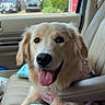 dog, golden_retriever, puppy, car_interior, seat, blanket, tongue_out, happy, pet, window, daylight, leash, pink_harness, fur, animal, vehicle, outdoor_view, greenery, red_building, smiling