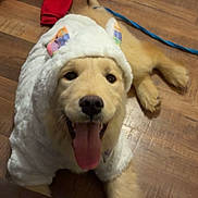 Honey joined the competition — help win amazing prizes! dog, golden_retriever, puppy, hoodie, costume, tongue_out, happy, floor, wooden_floor, indoor, pet, animal, clothing, cute, playful, leash, red_clothing, smiling, lying_down, ears