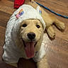 dog, golden_retriever, puppy, hoodie, costume, tongue_out, happy, floor, wooden_floor, indoor, pet, animal, clothing, cute, playful, leash, red_clothing, smiling, lying_down, ears