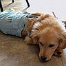 Honey is registered to the contest to win money with this photo: dog, puppy, golden_retriever, lying_down, floor, tile_floor, clothing, outfit, carrot_design, cute, pet, indoor, relaxed, fur, animal, canine, adorable, resting, young_dog, domestic_animal