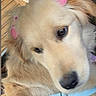Honey joined the competition — help win amazing prizes! dog, golden_retriever, puppy, pink_bows, harness, car_interior, cute, fluffy, pet, animal, close_up, fur, ears, seat, window, collar, domestic_animal, looking_away, indoor, young