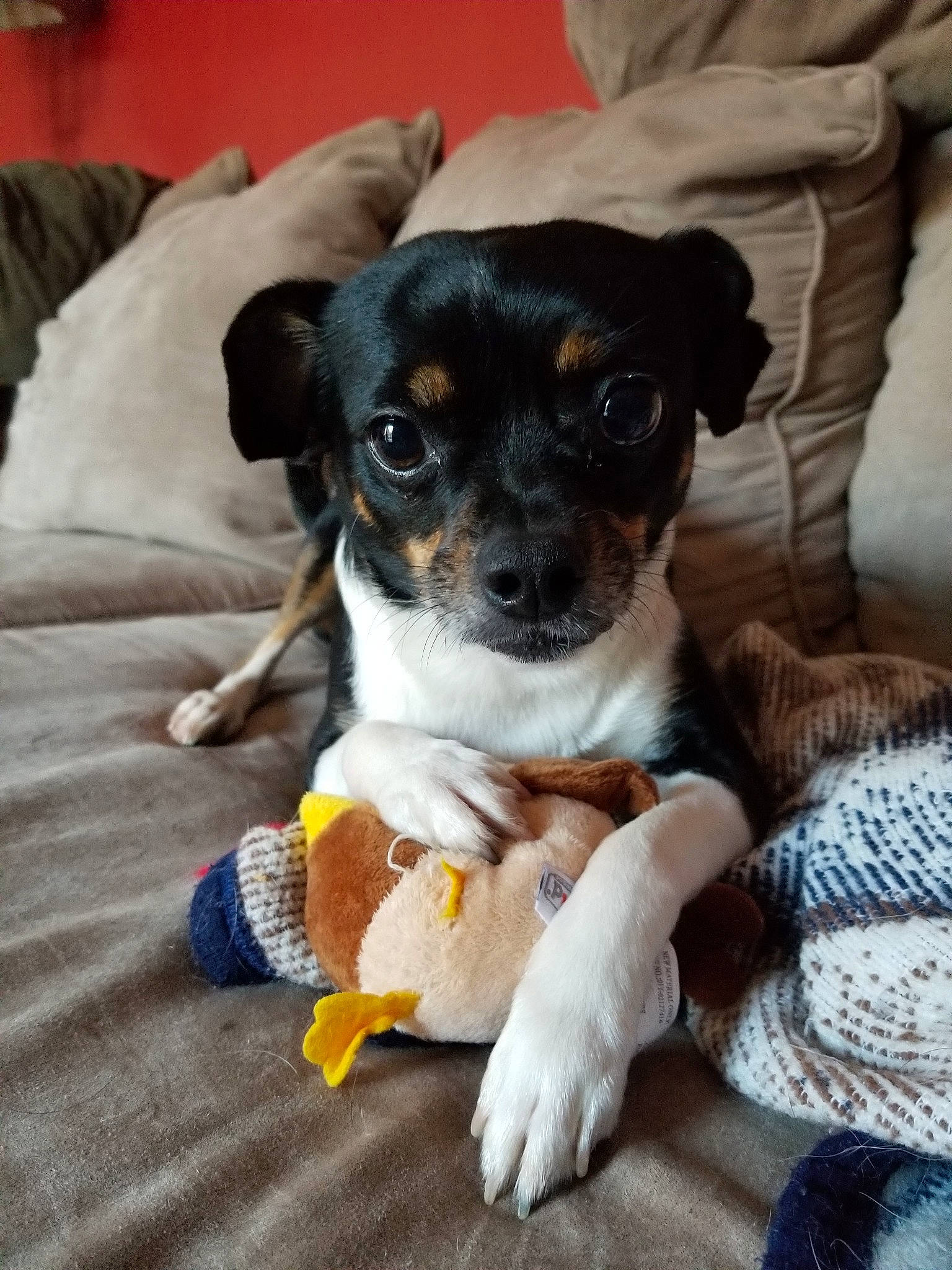 Dallas is registered to the contest to win money with this photo: brazilian_terrier, canidae, carnivore, chilean_fox_terrier, companion_dog, danish_swedish_farmdog, dog, dog_breed, feist, fox_terrier, mammal, miniature_fox_terrier, puppy, rat_terrier, ratonero_bodeguero_andaluz, snout, teddy_roosevelt_terrier, tenterfield_terrier, toy_fox_terrier, vertebrate