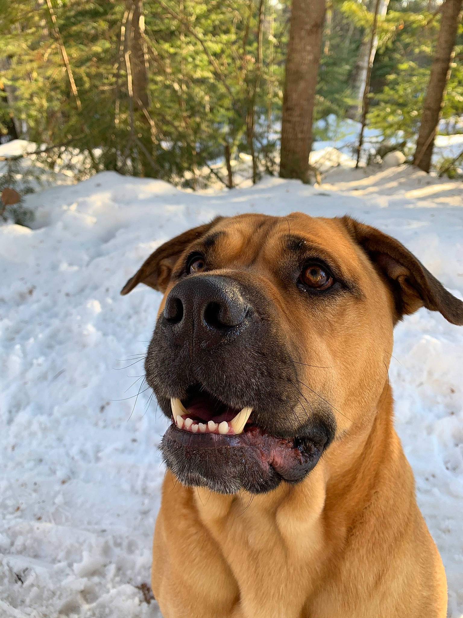 Moose is registered to the contest to win money with this photo: alano_espanol, ancient_dog_breeds, black_mouth_cur, boerboel, broholmer, bullmastiff, canidae, carnivore, dog, dog_breed, fawn, guard_dog, mammal, molosser, perro_de_presa_mallorquin, rare_breed_dog, snout, sporting_group, tosa, vertebrate