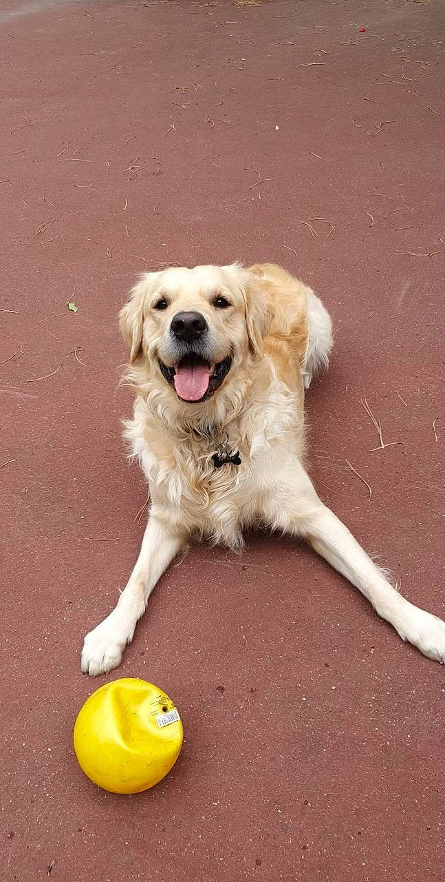 Ayce a rejoint le concours — aidez-le/la à gagner de superbes lots ! ball, canidae, carnivore, citric_acid, companion_dog, dog, dog_breed, dog_collar, dog_supply, dog_toy, gun_dog, lemon, meyer_lemon, paw, pet_supply, smile, sporting_group, sports_equipment, sweet_lemon, tennis_ball