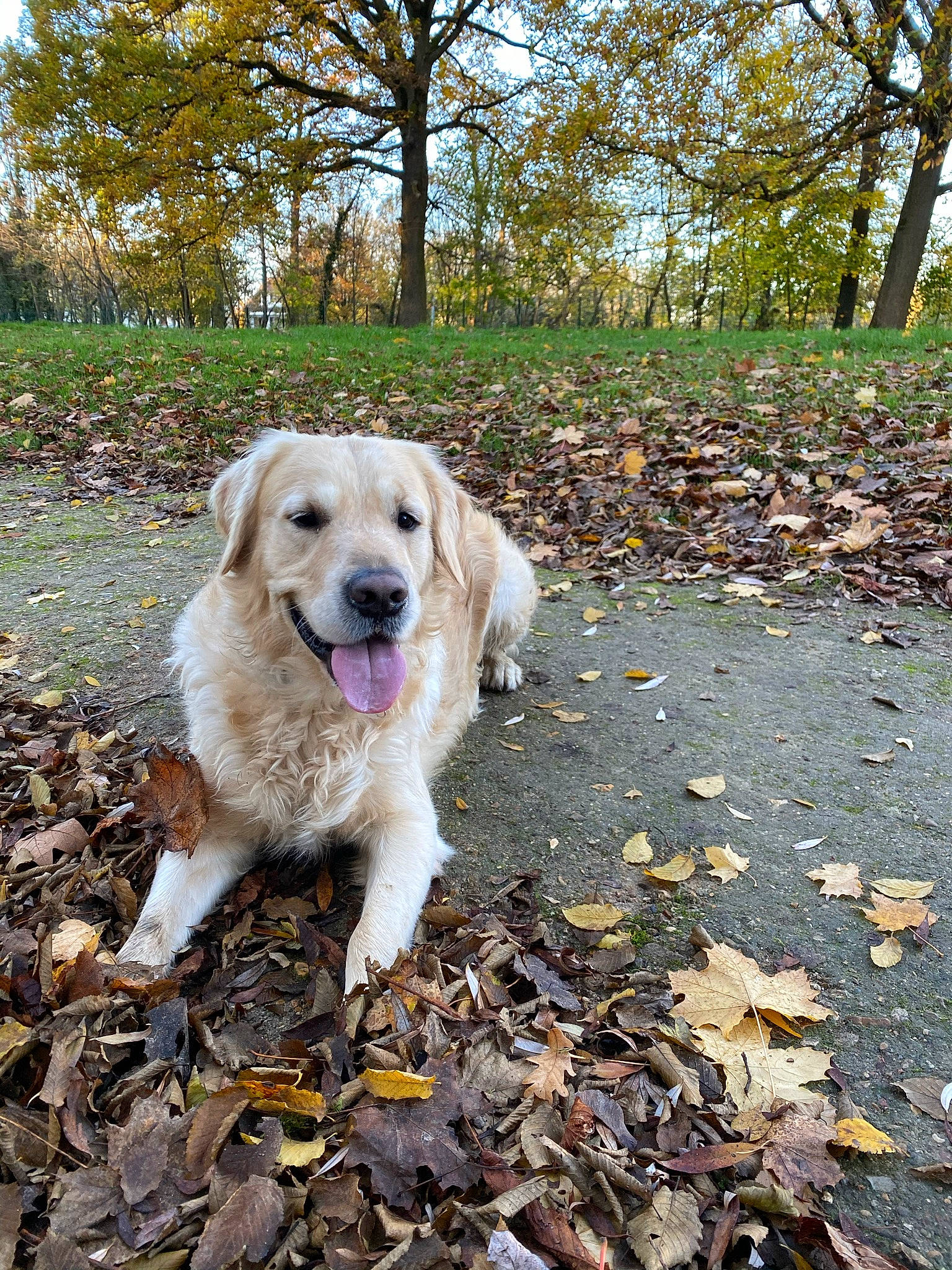 Ayce participe au concours pour gagner de l'argent avec cette photo : canidae, carnivore, companion_dog, deciduous, dog, dog_breed, fawn, forest, golden_retriever, grass, gun_dog, landscape, plant, road_surface, soil, sporting_group, tail, tree, woodland, working_dog