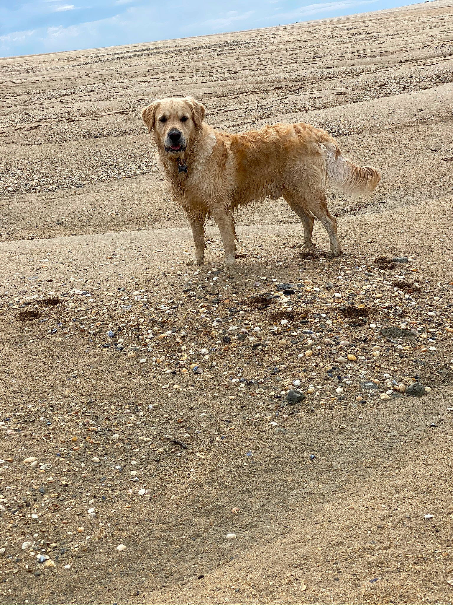 Ayce participe au concours pour gagner de l'argent avec cette photo : canidae, carnivore, cloud, companion_dog, dog, dog_breed, fawn, hunting_dog, landscape, retriever, rock, sand, shadow, sky, soil, sporting_group, tail, terrestrial_animal, wildlife, working_animal