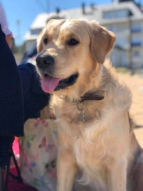 Ayce a rejoint le concours — aidez-le/la à gagner de superbes lots ! canidae, carnivore, cloud, collar, companion_dog, dog, dog_breed, dog_collar, event, fawn, fur, golden_retriever, happy, pet_supply, sky, snout, sporting_group, whiskers, working_animal, working_dog