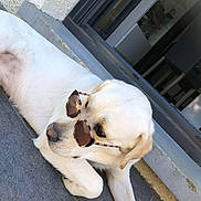 Undy participe au concours pour gagner de l'argent avec cette photo : dog, labrador, white_dog, sunglasses, pet, relaxing, outdoor, floor, stone, lying_down, canine, cool, shaded, domestic_animal, portrait, animal, companion, window, doorway, resting