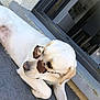 dog, labrador, white_dog, sunglasses, pet, relaxing, outdoor, floor, stone, lying_down, canine, cool, shaded, domestic_animal, portrait, animal, companion, window, doorway, resting