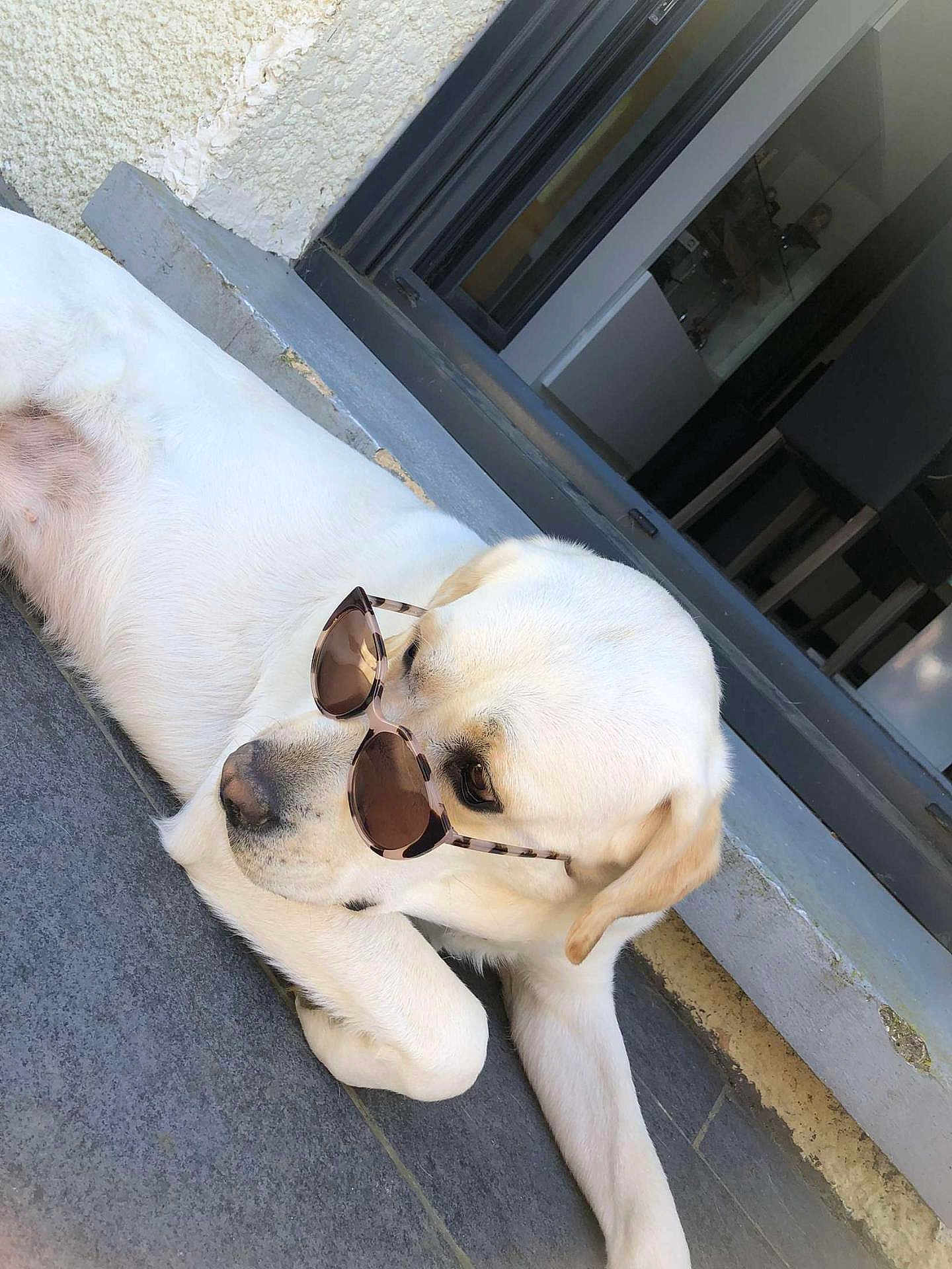 Undy participe au concours pour gagner de l'argent avec cette photo : dog, labrador, white_dog, sunglasses, pet, relaxing, outdoor, floor, stone, lying_down, canine, cool, shaded, domestic_animal, portrait, animal, companion, window, doorway, resting