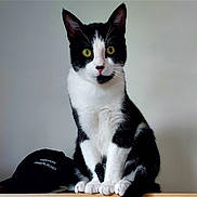 Eijiro a rejoint le concours — aidez-le/la à gagner de superbes lots ! cat, black_and_white, pet, animal, feline, sitting, green_eyes, whiskers, indoor, curious, portrait, closeup, fur, mammal, domestic, paws, cute, alert, young_cat, looking_at_camera