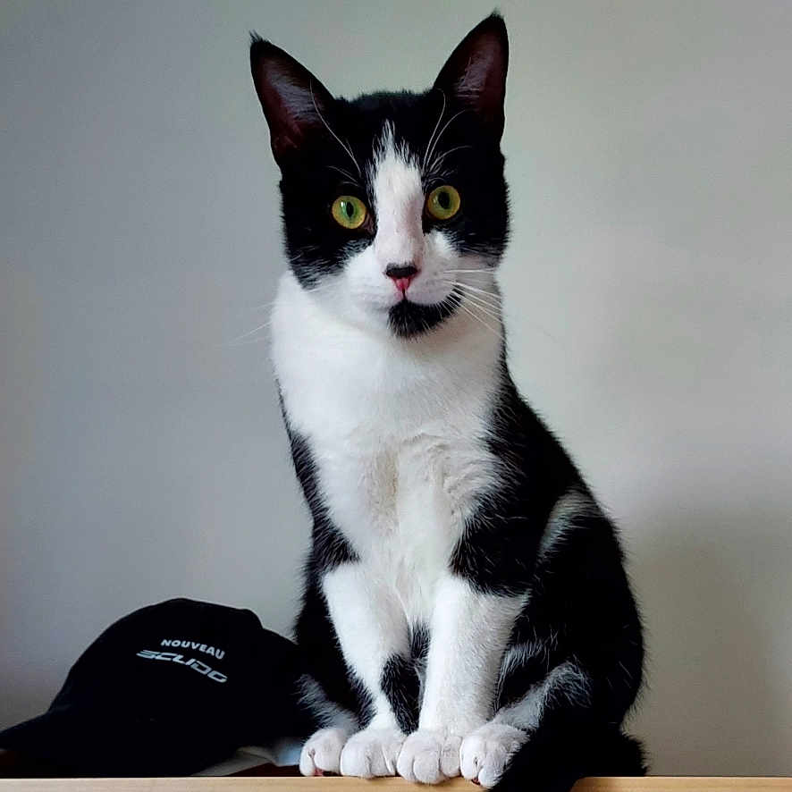 Eijiro a rejoint le concours — aidez-le/la à gagner de superbes lots ! alert, animal, black_and_white, cat, closeup, curious, cute, domestic, feline, fur, green_eyes, indoor, looking_at_camera, mammal, paws, pet, portrait, sitting, whiskers, young_cat