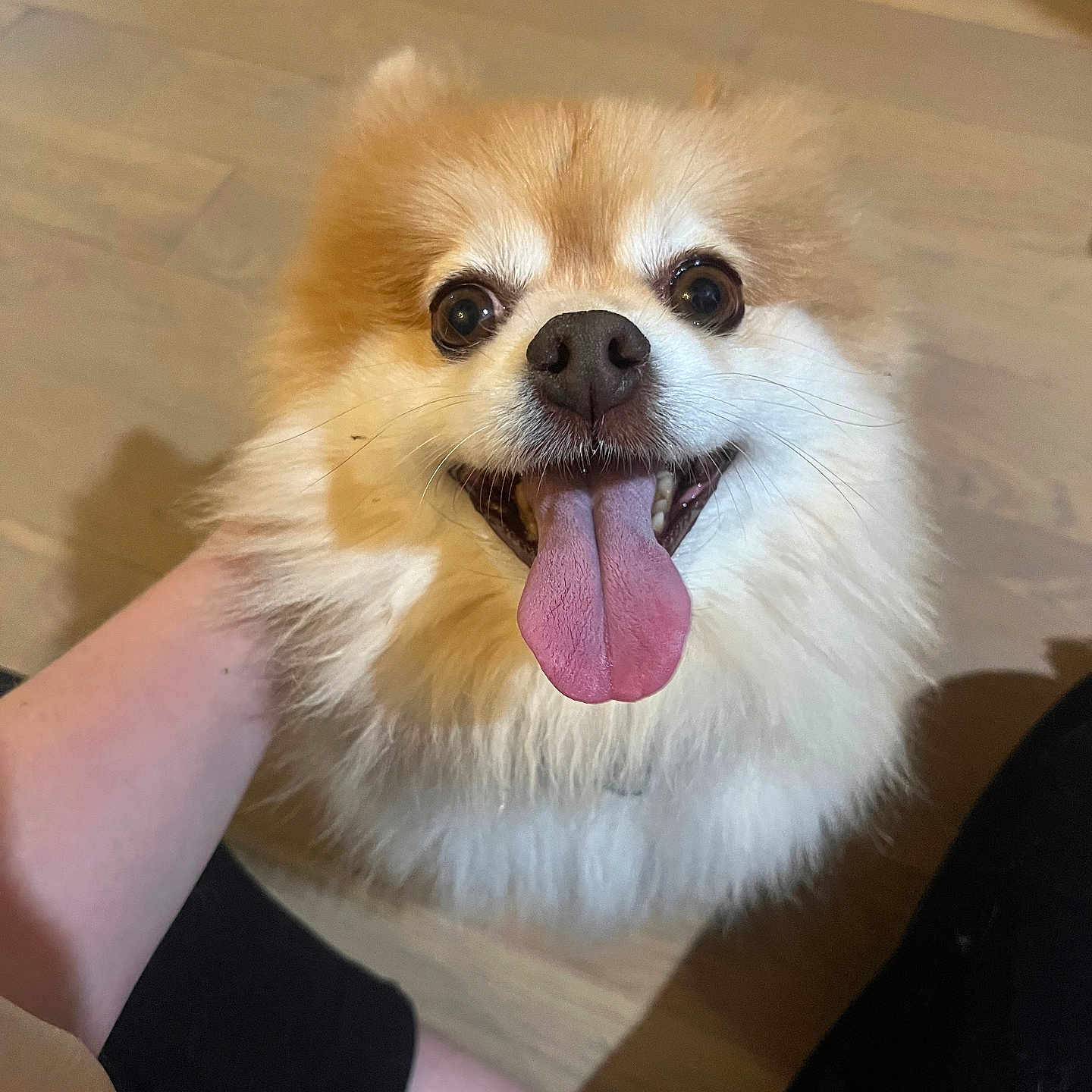 Coco is registered to the contest to win money with this photo: animal, brown, closeup, companion, cute, dog, domestic, face, fluffy, friendly, fur, happy, indoor, looking_up, pet, sitting, small_dog, tongue_out, white, wooden_floor