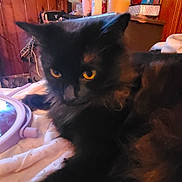 Flash is registered to the contest to win money with this photo: animal, architecture, blackcat, building, cat, cup, disposablecup, face, furniture, head, indoors, interiordesign, kitten, manx, person, pet, plant, pottedplant, tape, wood
