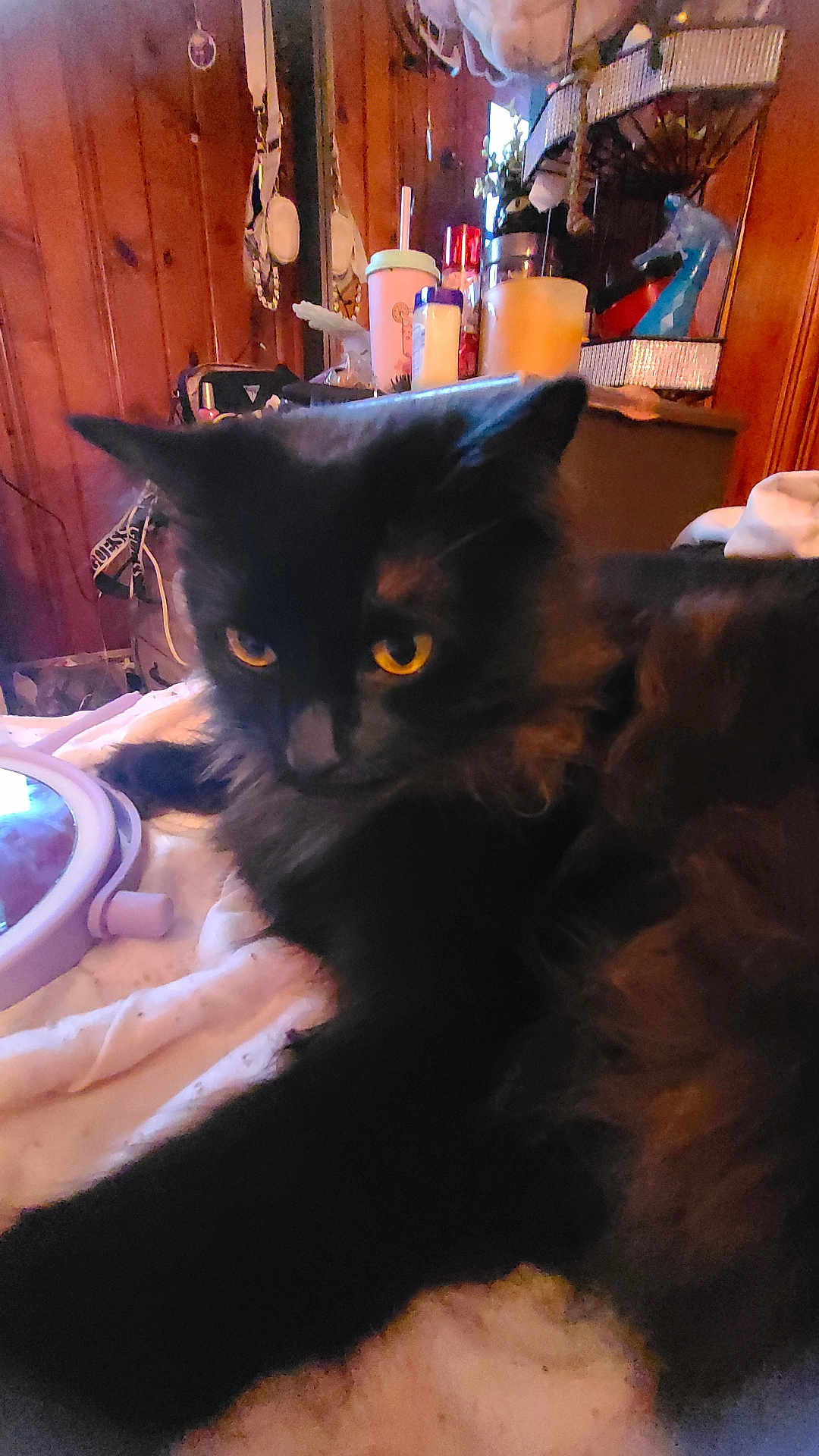 Flash is registered to the contest to win money with this photo: animal, architecture, blackcat, building, cat, cup, disposablecup, face, furniture, head, indoors, interiordesign, kitten, manx, person, pet, plant, pottedplant, tape, wood
