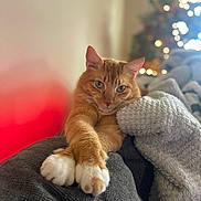 Papi joined the competition — help win amazing prizes! cat, orange_tabby, paws, couch, blanket, indoor, cozy, relaxed, pet, animal, feline, christmas_tree, blurred_background, festive, warm_light, soft_texture, resting, cute, domestic_cat, comfort