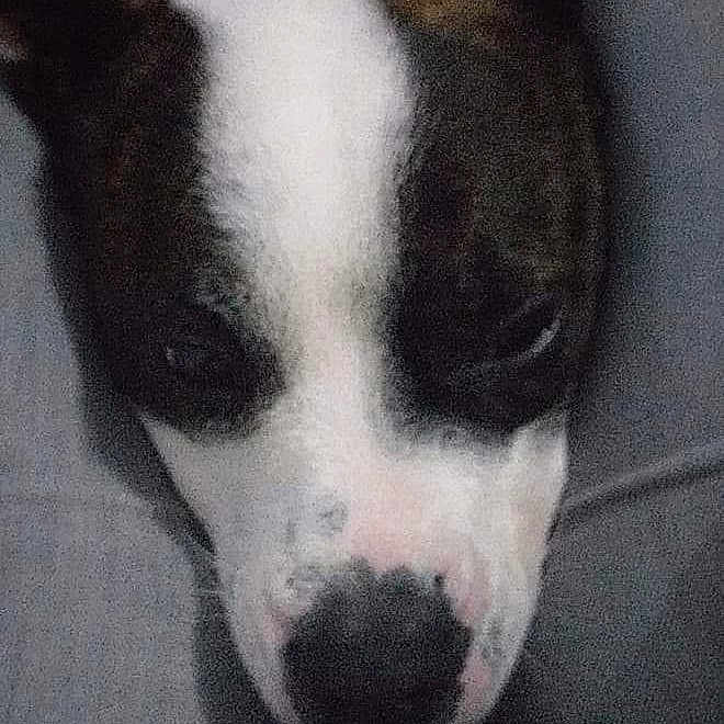 Mowgli