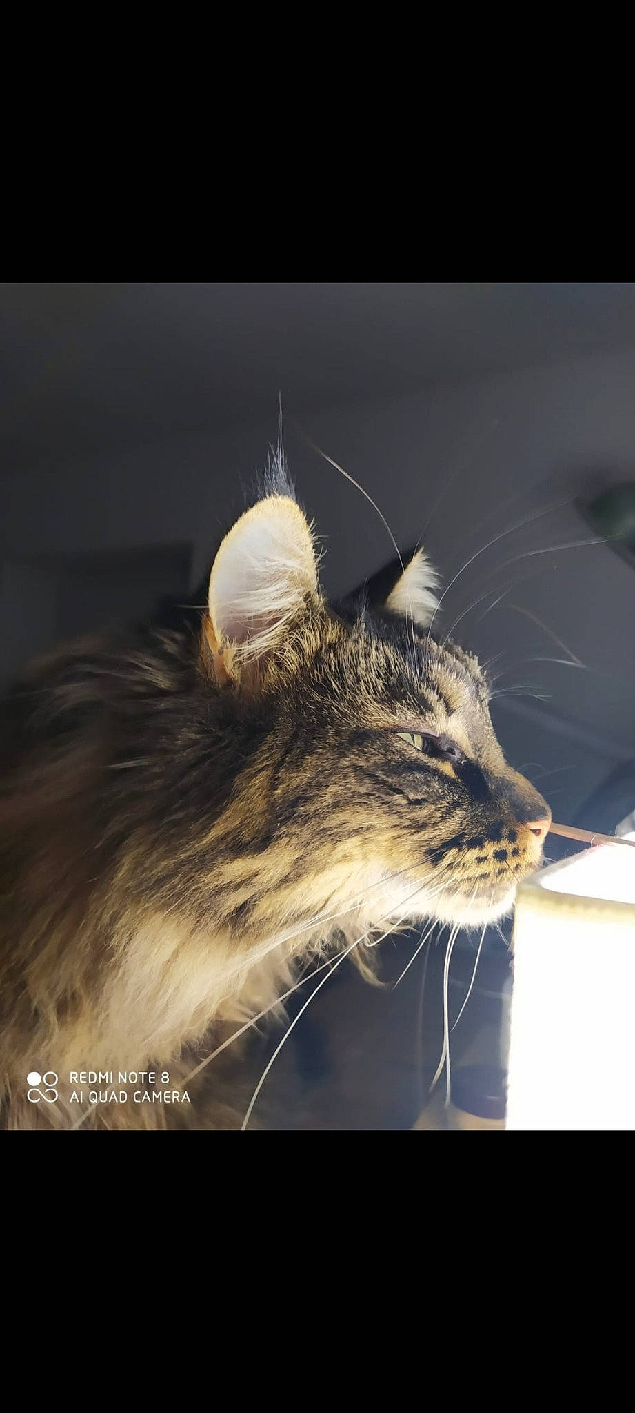 Olga participe au concours pour gagner de l'argent avec cette photo : carnivore, cat, computer_keyboard, darkness, desk, feather, felidae, fur, macro_photography, rectangle, small_to_medium_sized_cats, snout, terrestrial_animal, whiskers, wildlife