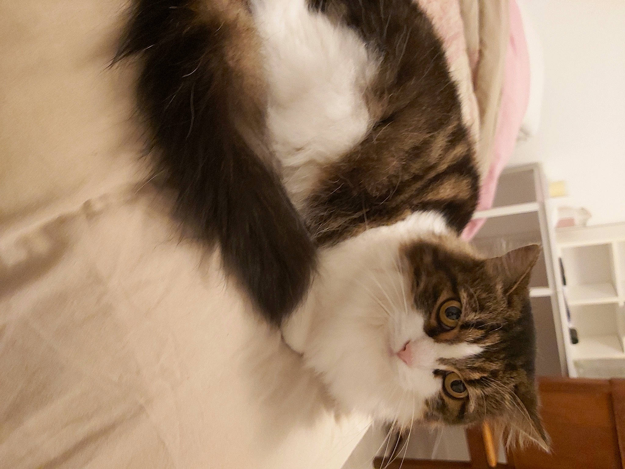 Minouche participe au concours pour gagner de l'argent avec cette photo : carnivore, cat, claw, comfort, domestic_short_haired_cat, felidae, fur, paw, small_to_medium_sized_cats, tail, whiskers, window