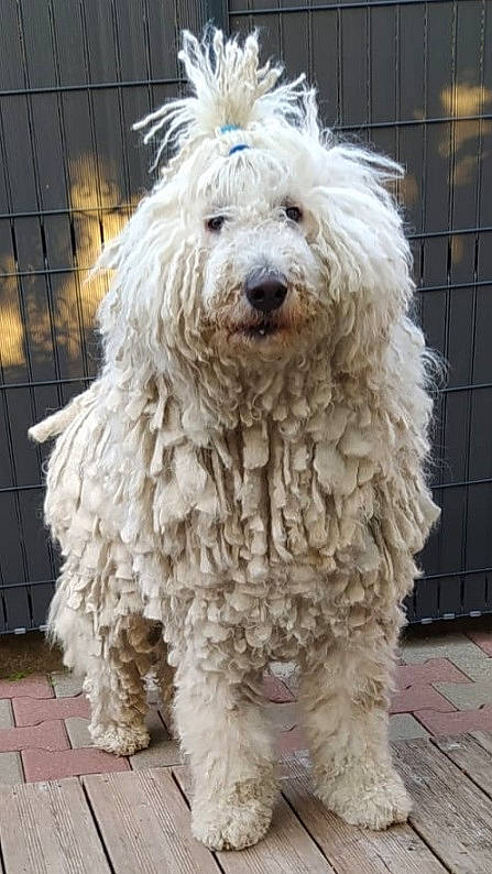 Naoki participe au concours pour gagner de l'argent avec cette photo : canidae, carnivore, companion_dog, dog, dog_breed, event, fur, maltepoo, non_sporting_group, snout, sporting_group, terrestrial_animal, terrier, toy_dog, water_dog, working_animal