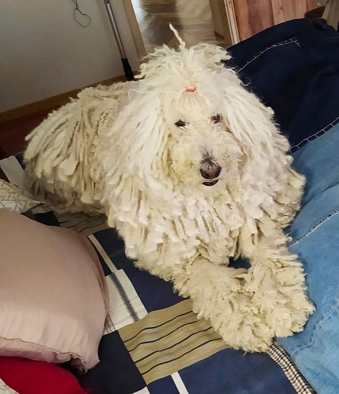 Naoki participe au concours pour gagner de l'argent avec cette photo : bichon, canidae, carnivore, comfort, companion_dog, dog, dog_breed, fur, giant_dog_breed, labradoodle, maltepoo, non_sporting_group, poodle, poodle_crossbreed, small_terrier, sporting_group, terrier, toy_dog, water_dog