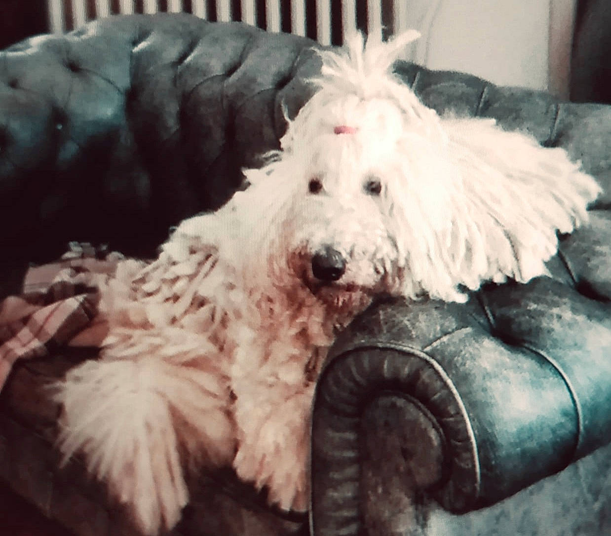 Naoki a rejoint le concours — aidez-le/la à gagner de superbes lots ! canidae, carnivore, companion_dog, dog, dog_breed, fur, goldendoodle, labradoodle, maltepoo, non_sporting_group, poodle, poodle_crossbreed, puppy_love, small_terrier, sporting_group, terrier, toy, toy_dog, water_dog, yorkipoo