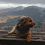 dog, terrier, small_dog, wet_fur, long_hair, tongue_out, wooden_railing, railing, mountains, fog, cloudy_sky, landscape, valley, forest, outdoor, hiking, pet, paws, profile, panorama