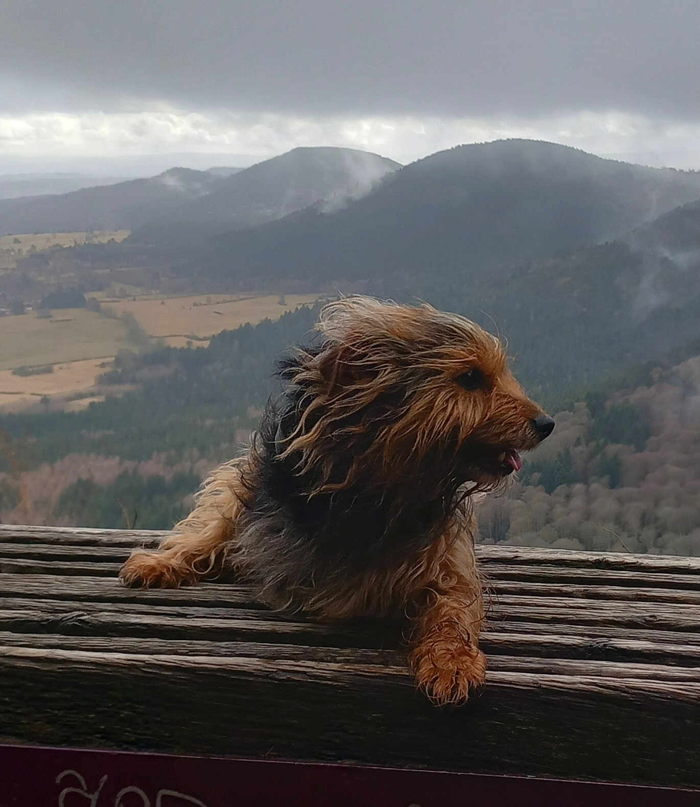 Andy a rejoint le concours — aidez-le/la à gagner de superbes lots ! dog, terrier, small_dog, wet_fur, long_hair, tongue_out, wooden_railing, railing, mountains, fog, cloudy_sky, landscape, valley, forest, outdoor, hiking, pet, paws, profile, panorama