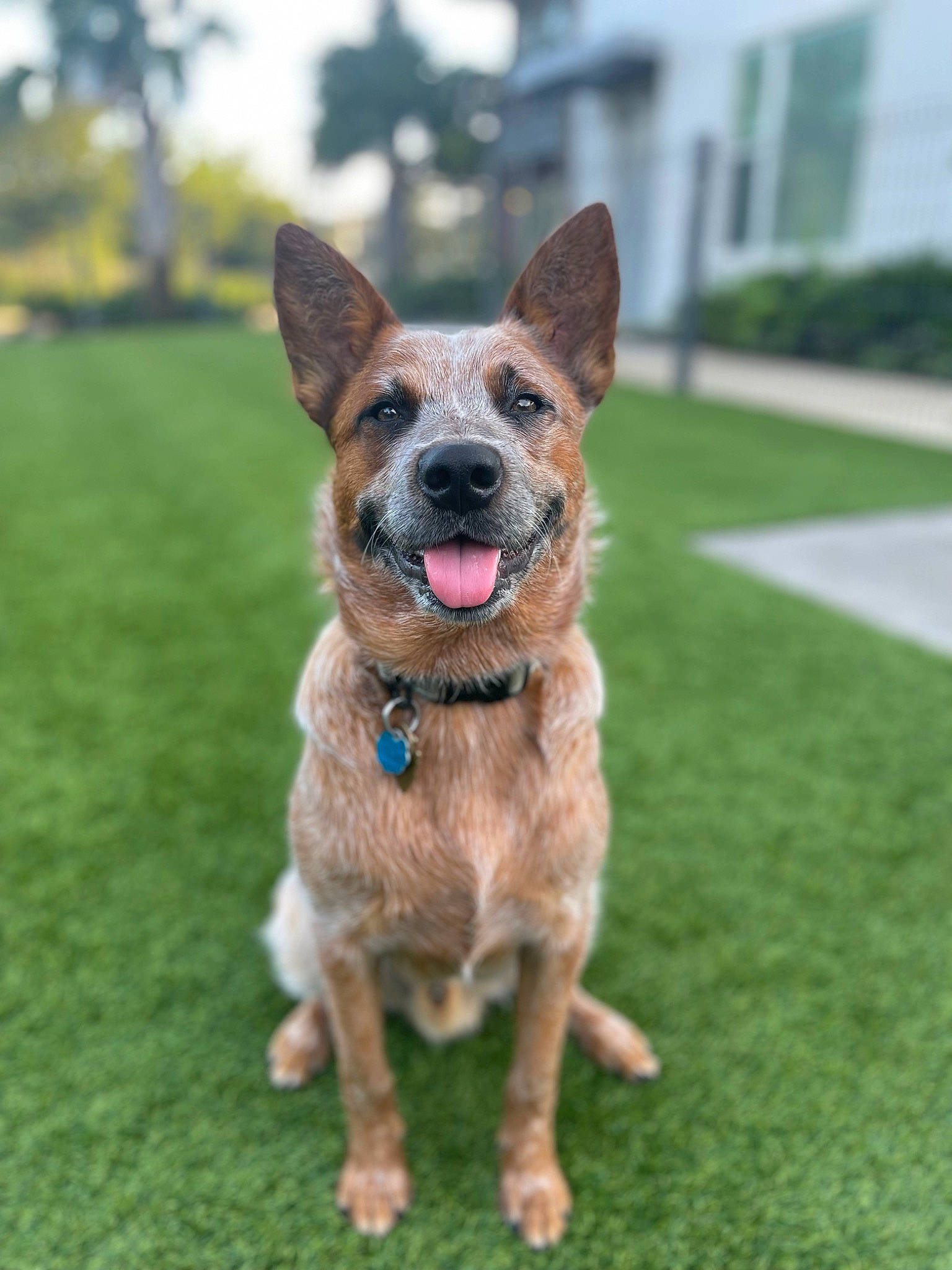 Yogi joined the competition — help win amazing prizes! canidae, carnivore, collar, companion_dog, dog, dog_breed, dog_collar, fawn, fur, grass, herding_dog, leash, sky, snout, sporting_group, tail, whiskers, window, working_animal, working_dog