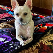 Duckylicious joined the competition — help win amazing prizes! dog, small_dog, chihuahua, white_dog, pet, indoor, blanket, colorful_blanket, paws, crossed_paws, furniture, wooden_furniture, bedspread, floral_pattern, animal, cute, companion, blurred_face, domestic_animal, resting