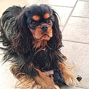 Charly a rejoint le concours — aidez-le/la à gagner de superbes lots ! dog, cavalier_king_charles_spaniel, black_and_tan, long_hair, pet, animal, indoor, floor_tile, toy, paws, laying_down, curious, portrait, close_up, mammal, companion, cute, domestic_animal, fur, whiskers