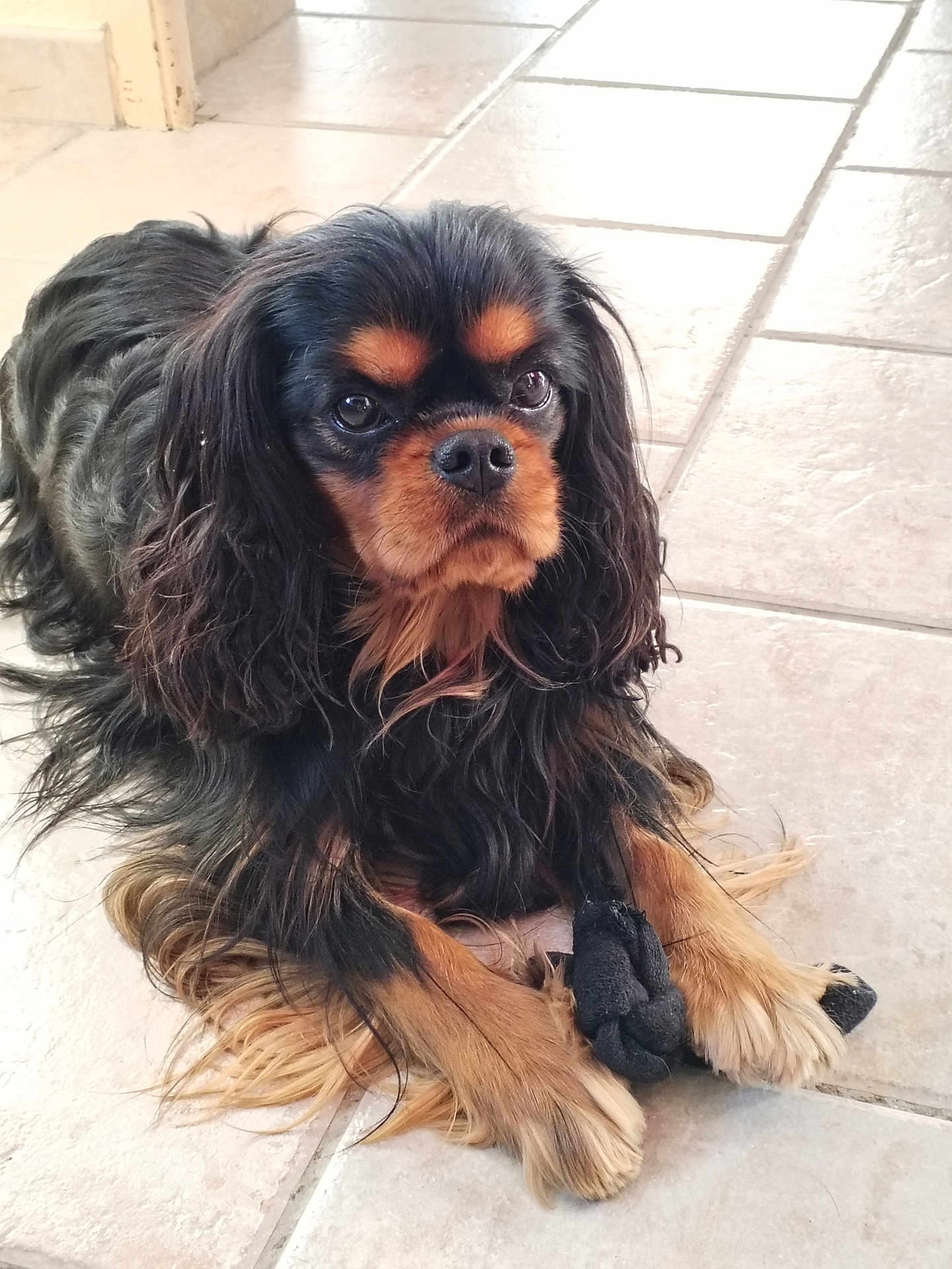 Charly a rejoint le concours — aidez-le/la à gagner de superbes lots ! dog, cavalier_king_charles_spaniel, black_and_tan, long_hair, pet, animal, indoor, floor_tile, toy, paws, laying_down, curious, portrait, close_up, mammal, companion, cute, domestic_animal, fur, whiskers