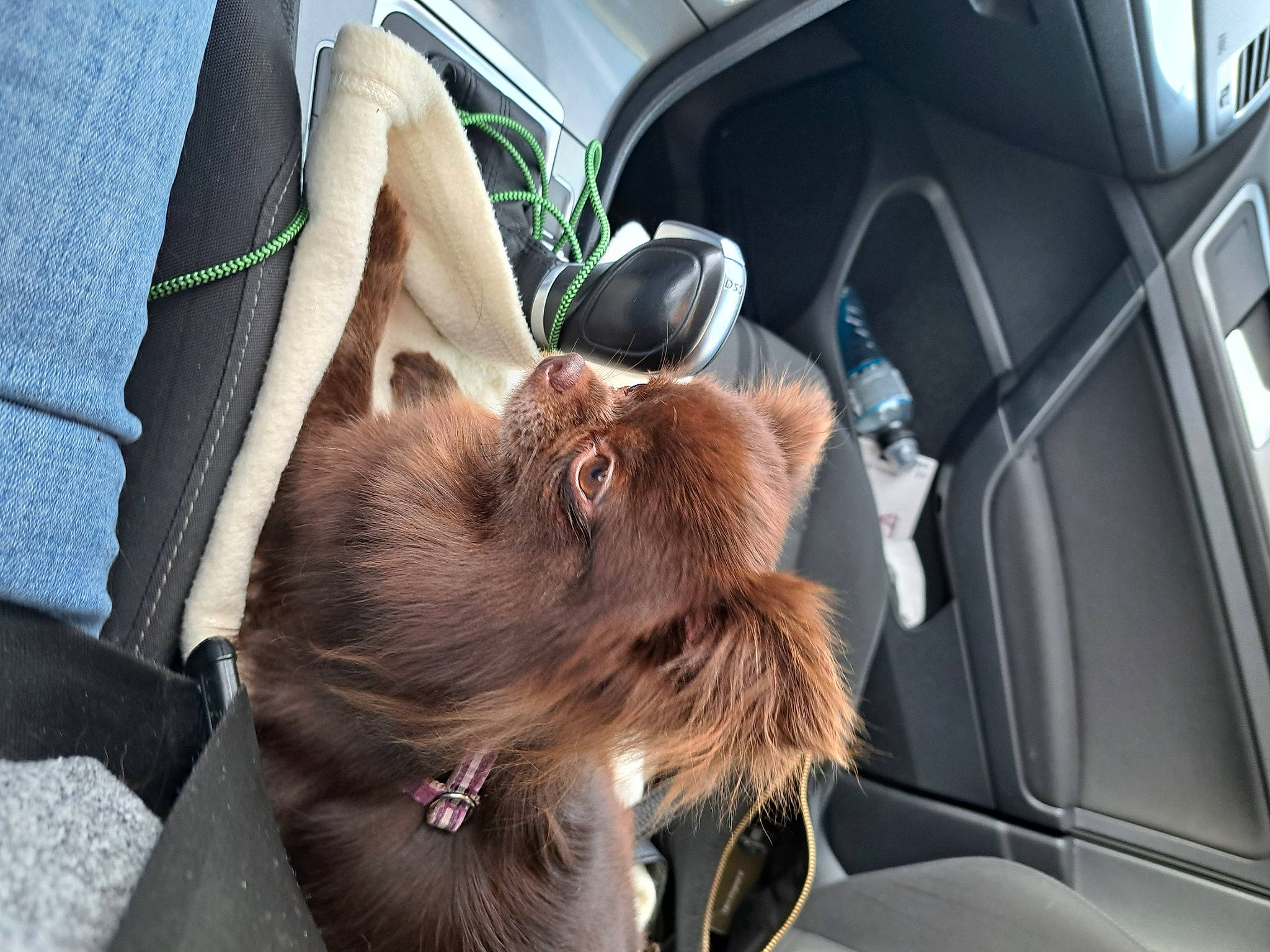 Lili participe au concours pour gagner de l'argent avec cette photo : beard, car, car_seat, car_seat_cover, carnivore, collar, comfort, companion_dog, dog, dog_breed, eyewear, fawn, liver, mammal, motor_vehicle, personal_luxury_car, seat_belt, sunglasses, vehicle, vertebrate