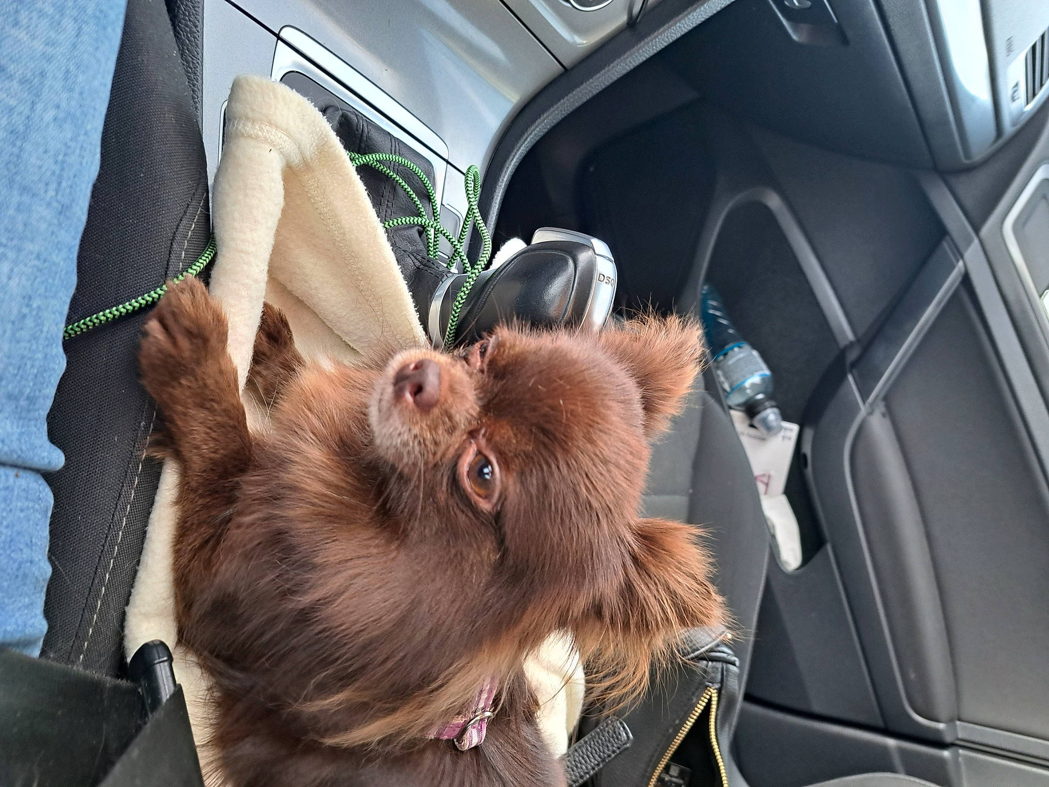 Lili participe au concours pour gagner de l'argent avec cette photo : automotive_exterior, beard, car, car_seat, carnivore, collar, companion_dog, dog, dog_breed, fawn, felidae, liver, motor_vehicle, personal_luxury_car, small_to_medium_sized_cats, snout, sunglasses, vehicle_door, whiskers, window