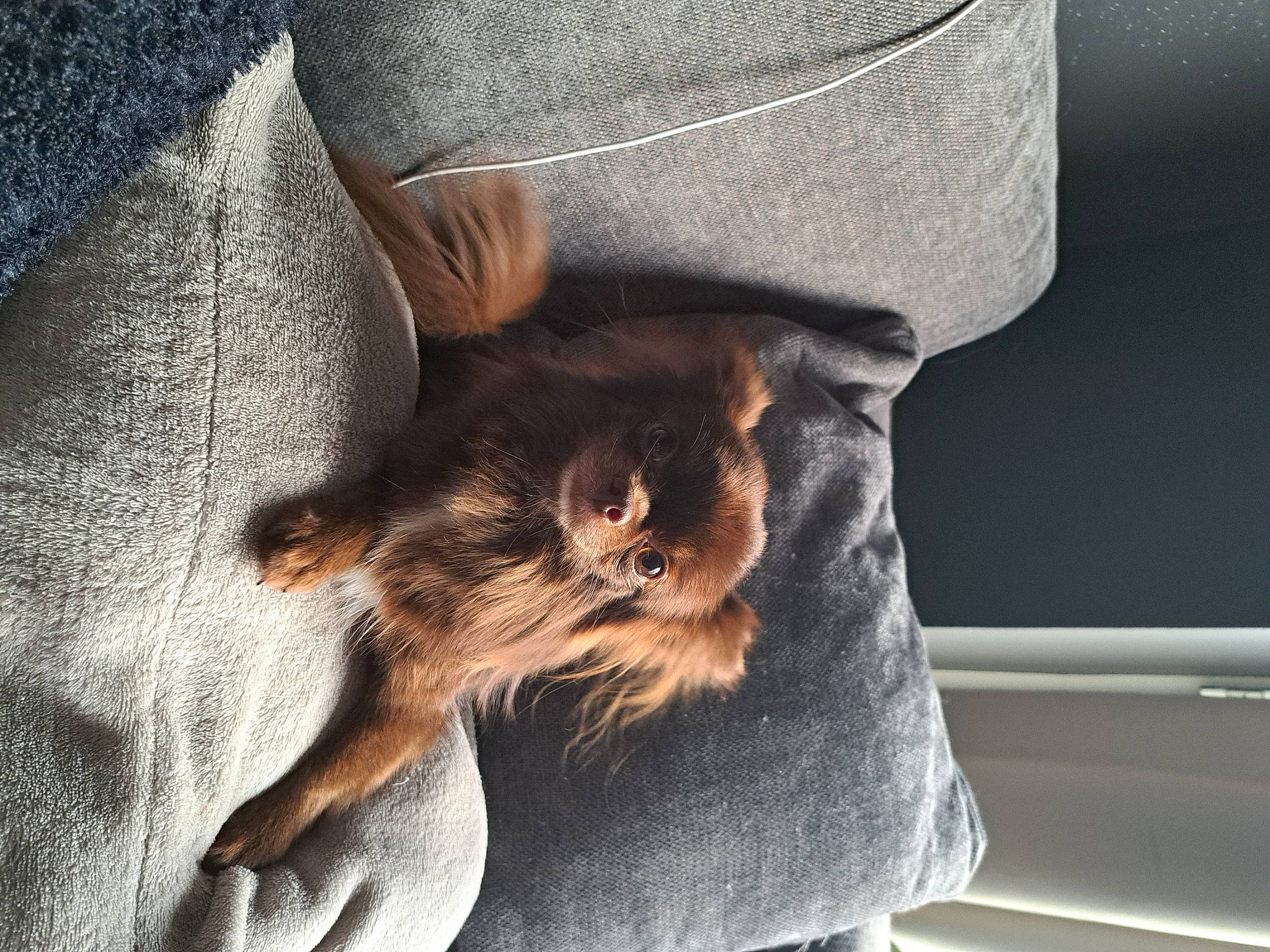 Lili a rejoint le concours — aidez-le/la à gagner de superbes lots ! canidae, carnivore, cat, claw, comfort, companion_dog, couch, denim, felidae, fur, grey, human_leg, linens, paw, sitting, sleeve, small_to_medium_sized_cats, t_shirt, tail, whiskers