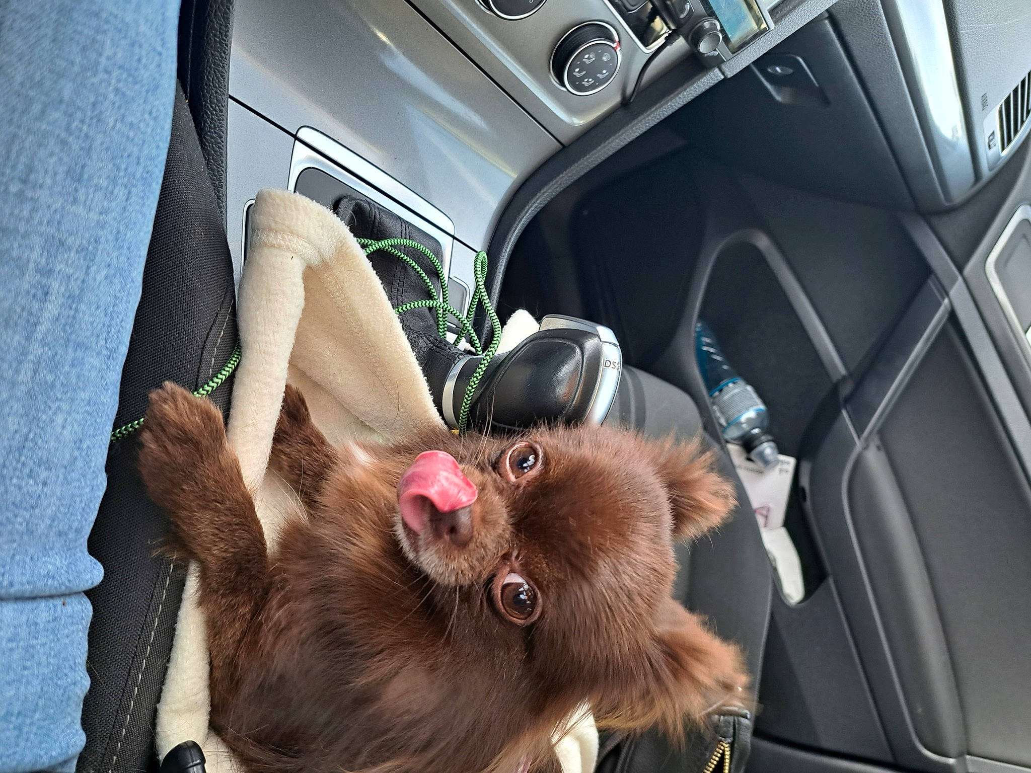Lili participe au concours pour gagner de l'argent avec cette photo : car, car_seat, carnivore, comfort, companion_dog, dog_breed, family_car, fawn, felidae, gear_shift, gesture, liver, motor_vehicle, personal_luxury_car, small_to_medium_sized_cats, steering_wheel, vehicle, vehicle_door, whiskers, window