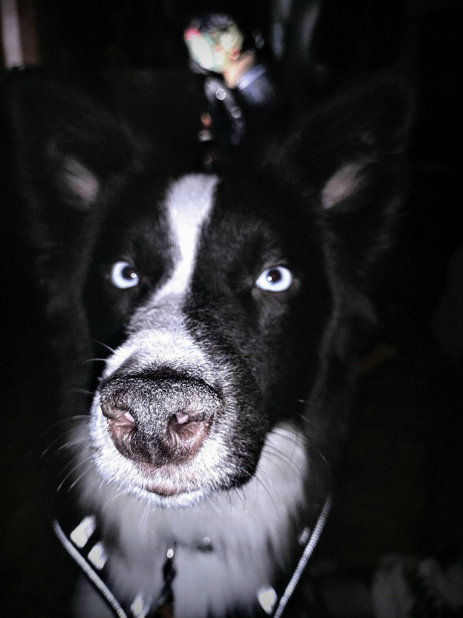 Nitro is registered to the contest to win money with this photo: canidae, carnivore, collar, companion_dog, darkness, dog, dog_breed, dog_collar, electric_blue, eye, flash_photography, fur, jaw, monochrome, monochrome_photography, snout, sporting_group, whiskers, working_animal, working_dog