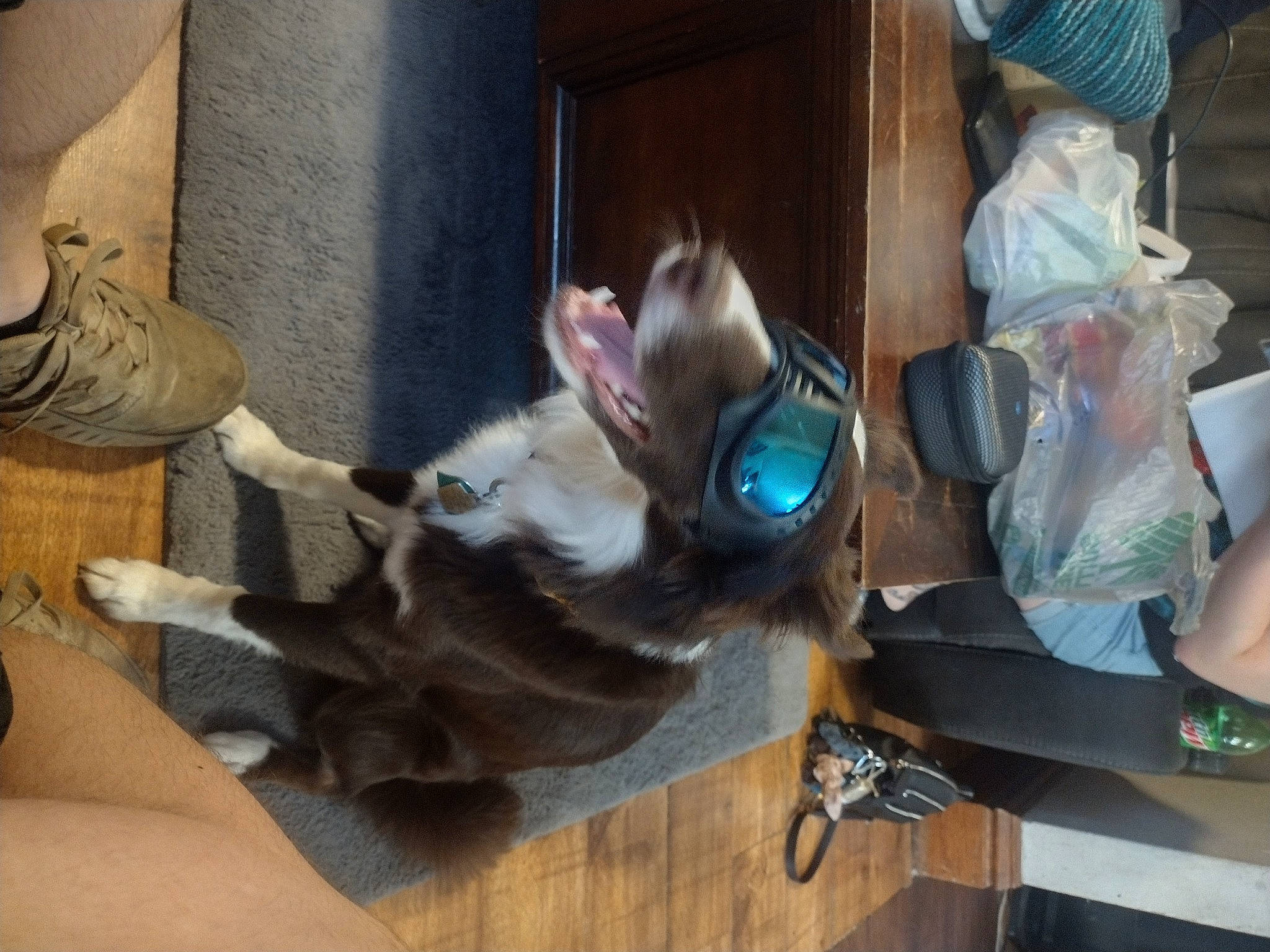 Nitro joined the competition — help win amazing prizes! canidae, carnivore, comfort, companion_dog, dog, dog_breed, fawn, felidae, flooring, fur, hardwood, human_leg, plastic, plastic_bag, room, small_to_medium_sized_cats, sporting_group, tail, whiskers, wood