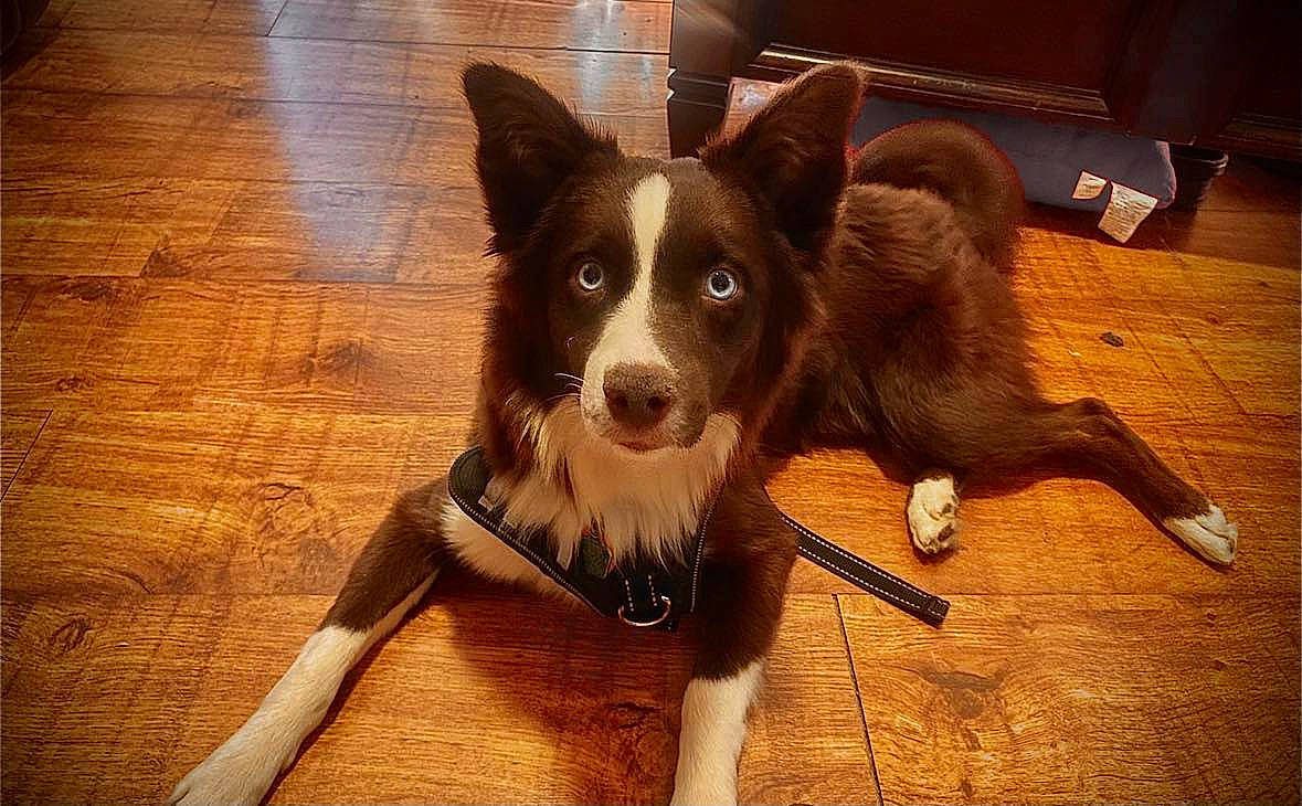 Nitro is registered to the contest to win money with this photo: carnivore, companion_dog, dog, dog_breed, dog_collar, door, flooring, fur, hardwood, herding_dog, laminate_flooring, tail, varnish, whiskers, window, wood, wood_flooring, wood_stain, working_animal, working_dog