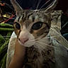 Mavis joined the competition — help win amazing prizes! cat, tabby_cat, pet, animal, feline, wide_eyes, portrait, close_up, whiskers, ears, fur, striped_fur, pink_nose, being_held, blanket, indoor, dim_lighting, cozy, candid, funny_expression