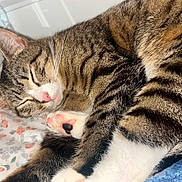 Mavis is registered to the contest to win money with this photo: cat, tabby, sleeping, nap, curled_up, paw, toe_beans, pink_nose, whiskers, fur, striped, pet, cozy, bed, bedding, floral, blanket, indoors, relaxed, cute