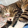 cat, tabby, sleeping, nap, curled_up, paw, toe_beans, pink_nose, whiskers, fur, striped, pet, cozy, bed, bedding, floral, blanket, indoors, relaxed, cute