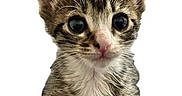 Mavis joined the competition — help win amazing prizes! kitten, cat, tabby, animal, pet, cute, fluffy, fur, whiskers, ears, eyes, nose, paws, portrait, close_up, front_view, white_background, adorable, mammal, domestic_cat