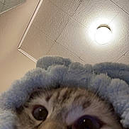 Nami is registered to the contest to win money with this photo: cat, feline, kitten, towel, blue_towel, blanket, cozy, closeup, portrait, nose, whiskers, eyes, fur, peeking, indoor, ceiling, light_fixture, stucco_ceiling, soft_texture, surprised