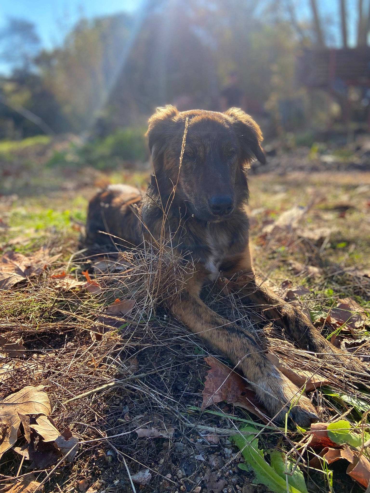 Simba a rejoint le concours — aidez-le/la à gagner de superbes lots ! canidae, carnivore, dog, dog_breed, fawn, field, grass, grassland, landscape, leaf, natural_landscape, plant, prairie, snout, soil, sunlight, tree, wilderness, wood, working_animal